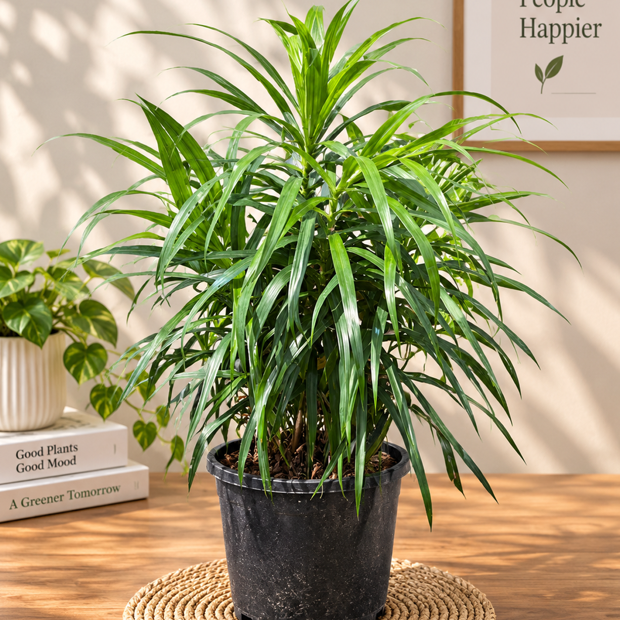 Dracaena Marginata