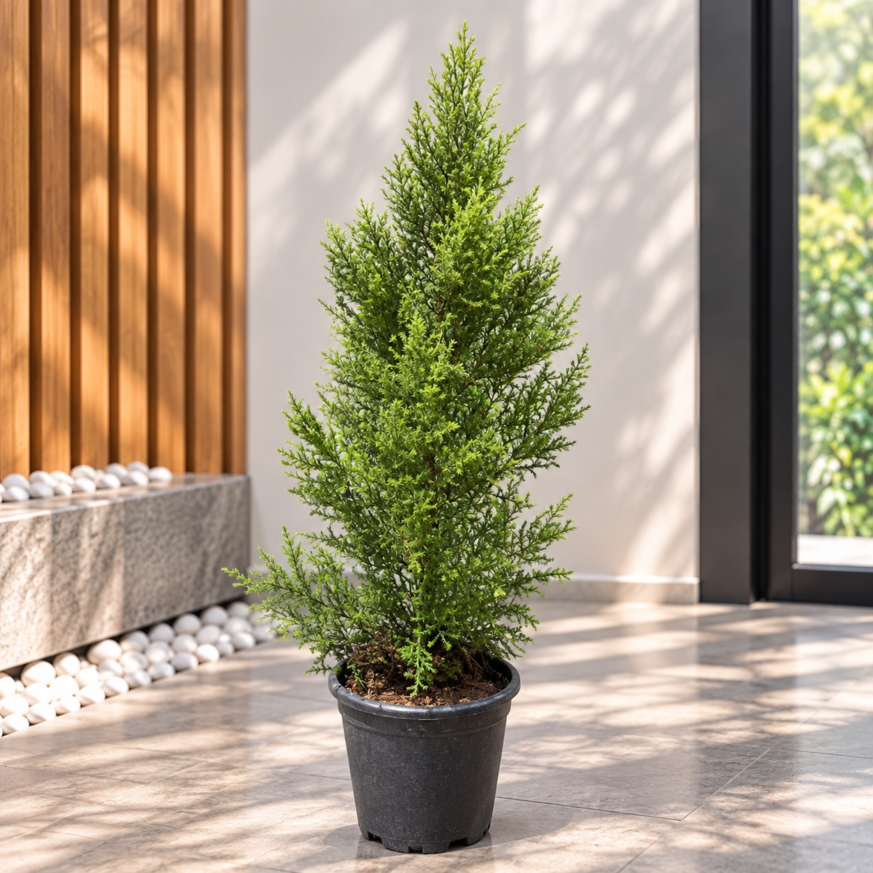 Thuja Golden