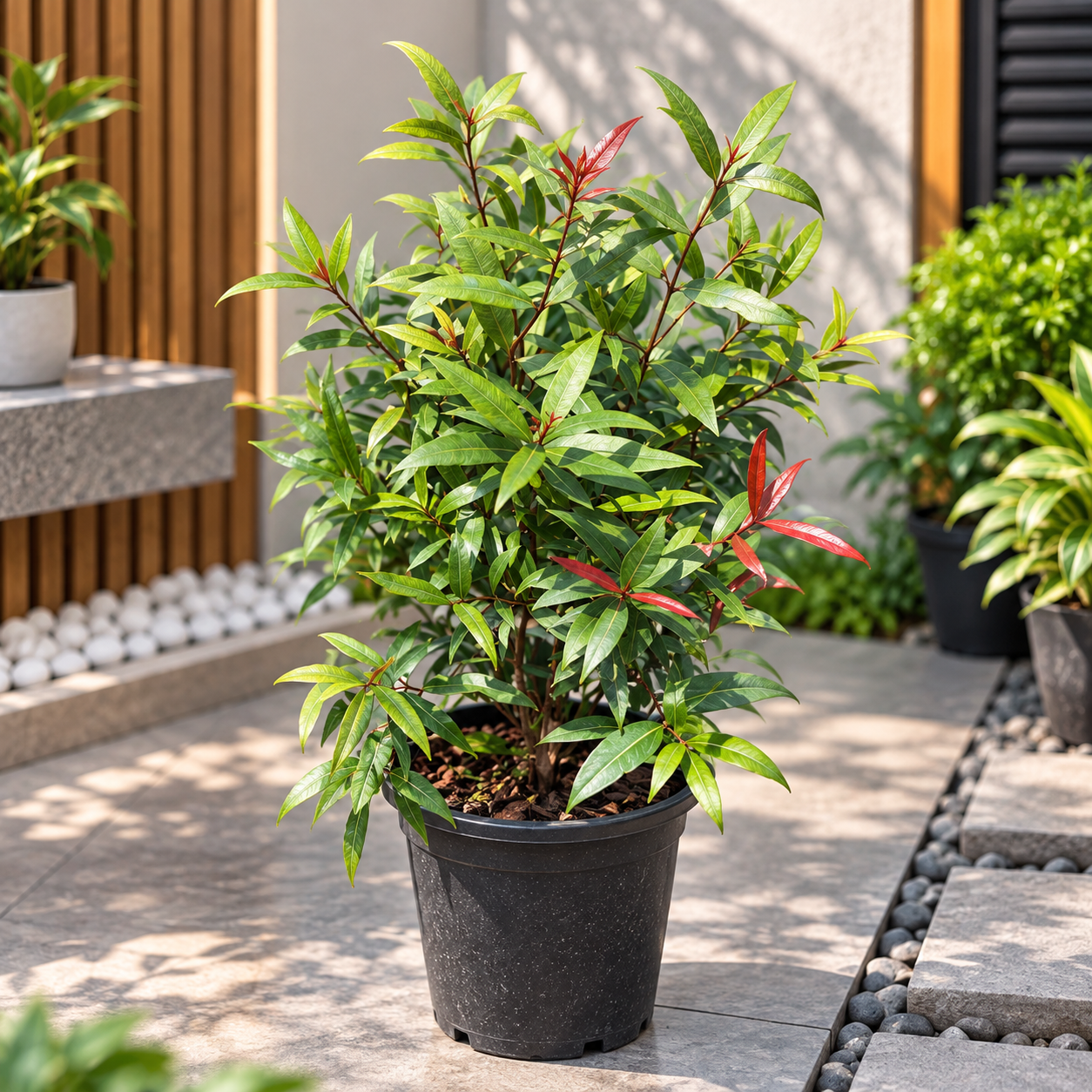 Australian Willow