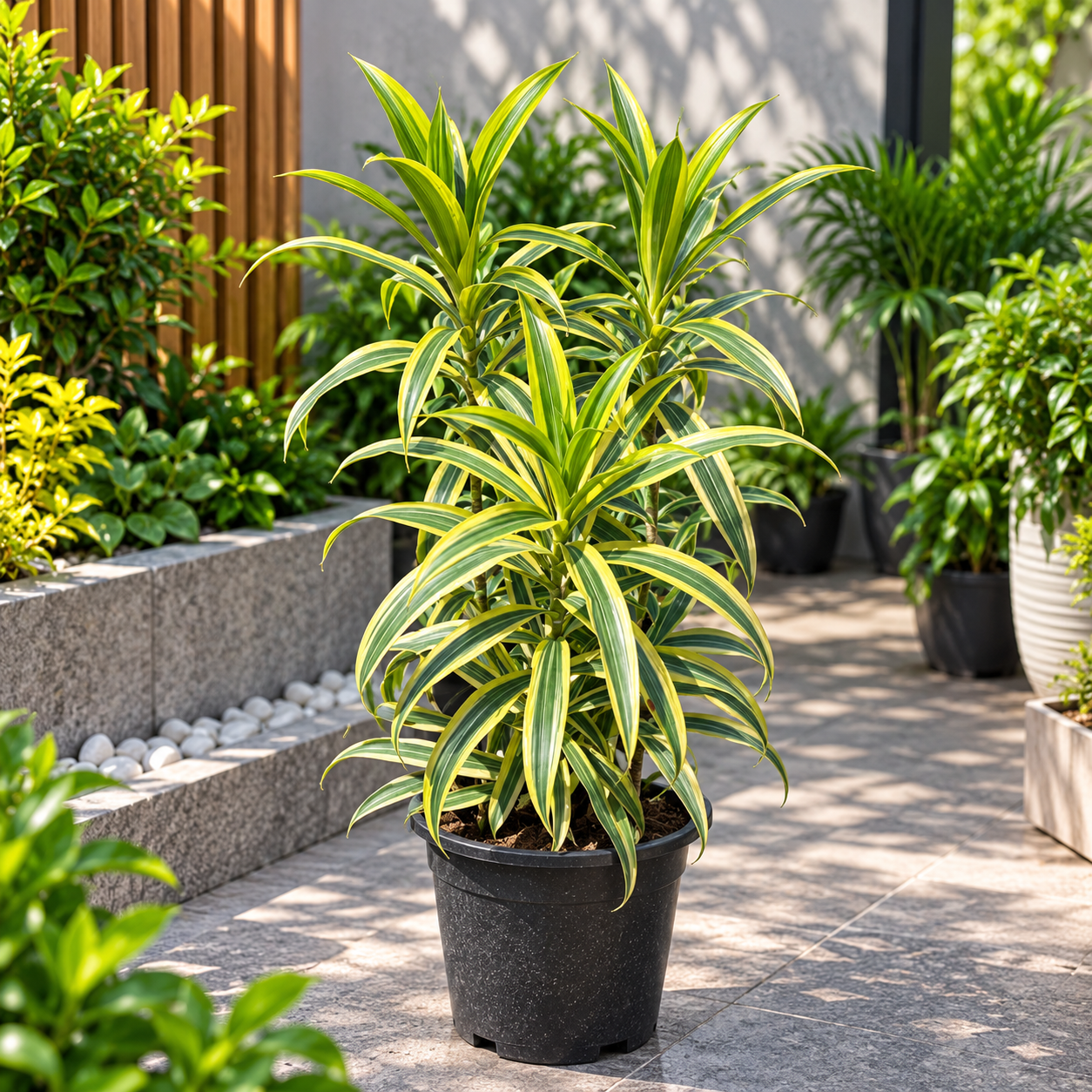 Dracaena Reflexa