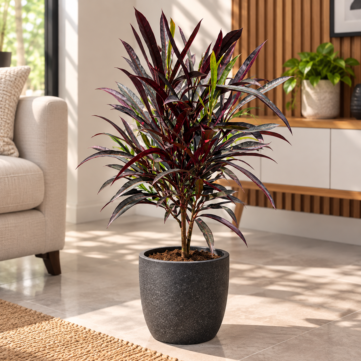 Ti Plant (Cordyline fruticosa)