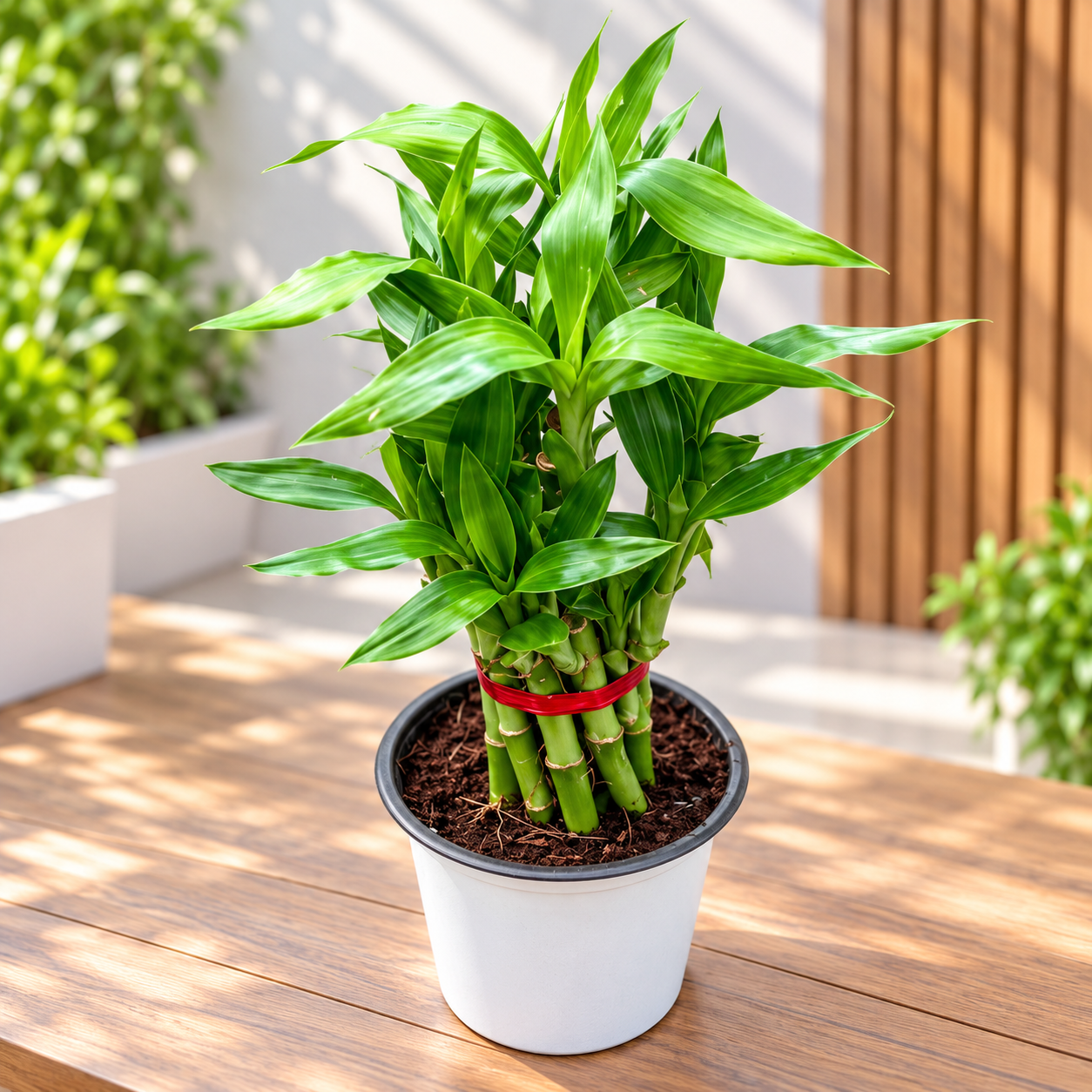 Lucky Bamboo